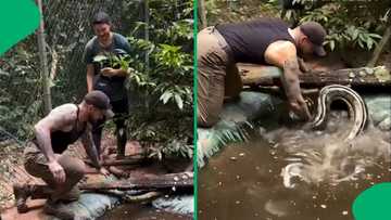 Man reaches underwater to catch massive anaconda in video with 4M views, viewers in awe of snake catcher