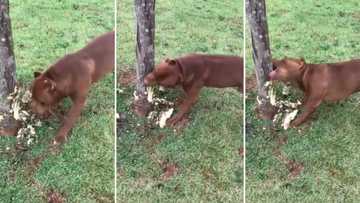 Video of pit bull biting through tree trunk with ease leave Mzansi divided: “Barking up the wrong tree”