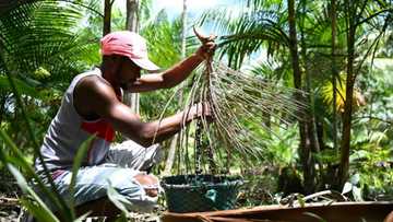 Acai berry craze: boon or threat for the Amazon?