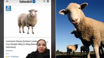 Woman sees Takealot selling sheep for over R3k, TikTok video of farm animals available for online shopping cracks SA up
