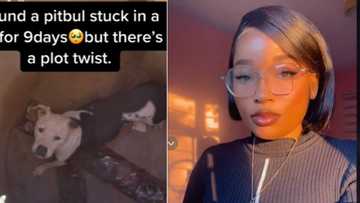 Pit bull stuck in a pit for 9 days, woman's TikTok video of how it fell in leaves SA believing in karma