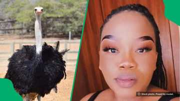 Woman handles ostrich by hand without fear in TikTok video, South Africa amazed