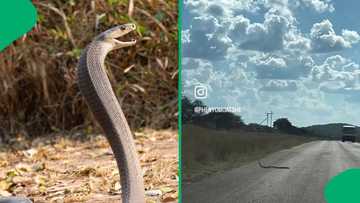 "That mamba is wise": Black mamba dodges oncoming traffic and the clip has SA talking