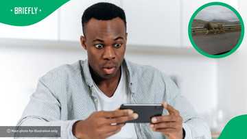 "Don't let America see this": Man films lion walking on a public road, SA astonished