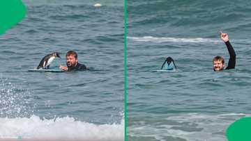 "Bro is Cody Maverick": Penguin hitches ride on bodyboard with Cape Town swimmer, SA stunned