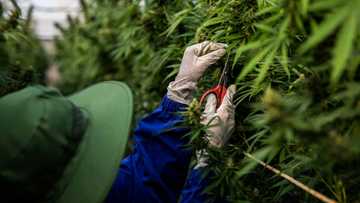 Business News: Government unveils R28 Billion cannabis industry national strategy