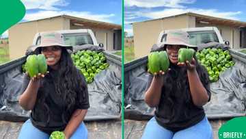 Pretoria farmer showed off giant peppers bigger than supermarket produce at same price