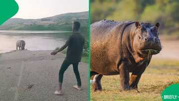 “People test God”: Man taunts wild hippo in video, sparks outrage in South Africa