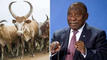 President Cyril Ramaphosa's prized cattle will go on auction at his Phala Phala farm amid theft allegations