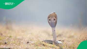 South African cyclist’s frightening cobra encounter caught on camera