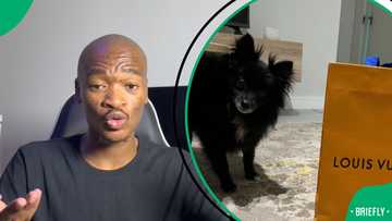 “Last week FNB was robbed”: Man an buys dog R6K Louis Vuitton birthday gift, SA amazed