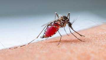 Scientists discover microbe that could stop Malaria transmission