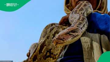 Video of woman bitten on the mouth by snake during live show becomes safety lesson