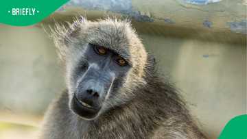 "They're not domestic animals": Cape Town's plan to enclose 60 baboons fuels fierce debate