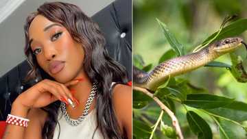 Traditional healer discusses what dreams about snakes mean, peeps left in complete awe