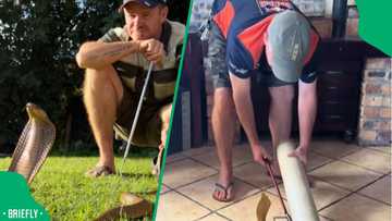A massive African rock python sighting in Thabazimbi captivated Mzansi