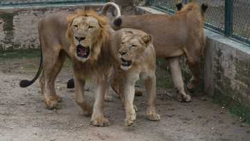 Pakistan zoo cancels lion auction, plans expansion instead