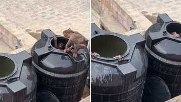 Gauteng Health Department debunks video of monkeys in water tanks, says video was taken in Indian village