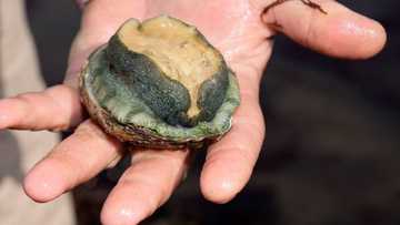 South African police report 3rd abalone bust in just a week, worth over R1m