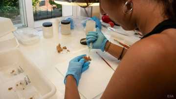 Oldest European human fossil possibly found in Spain