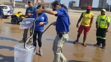 Video shows massive black mamba taking a swim at Durban beach