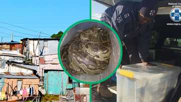 Mzansi thinks North West man arrested for keeping an endangered snake was trying to get rich