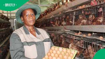 "She's taking back the land": Black farmer's impressive achievement amazes Mzansi