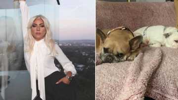 Lady Gaga’s dog thieves arrested: 5 Caught and linked to the crime