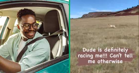 South African Man Races Springbok in Car: TikTok Video Has Mzansi ...