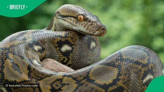 Couple called out for saving baby deer from grasp of giant and deadly ...