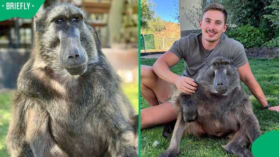 "Favourite part of 2025": American woman mourns Cindy the Baboon with insightful tribute video
