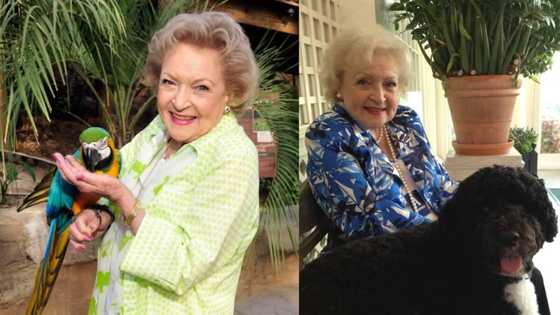 Late acting legend Betty White passes away in company of stuffed animals