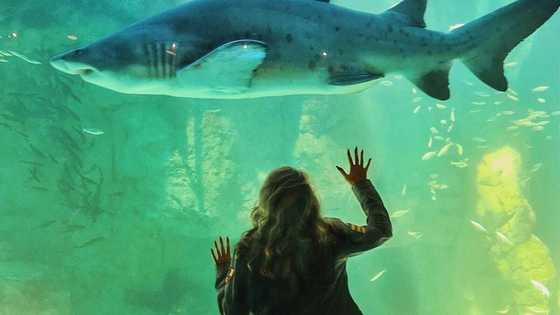 Things that make Two Oceans Aquarium a favorite tourist attraction