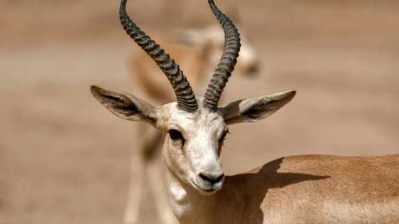 In a parched land, Iraqi gazelles dying of hunger