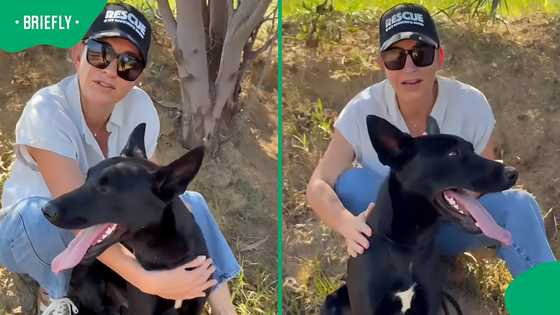 Stellenbosch shelter dog Cody desperately needs a home before stress overwhelms him