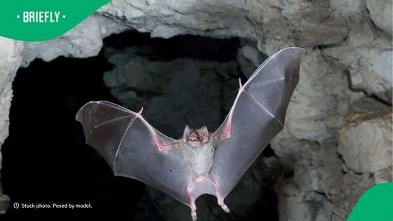 “Let it own the house”: KZN man fights bats in his bedroom in viral TikTok video, Mzansi shaken