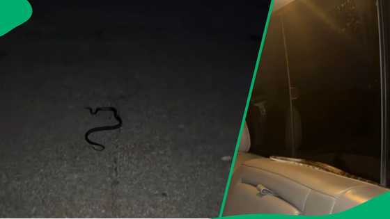 "It tried coming back”: Snake appears inside woman's car while she's driving in TikTok video