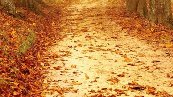 Facts about the four seasons in South Africa