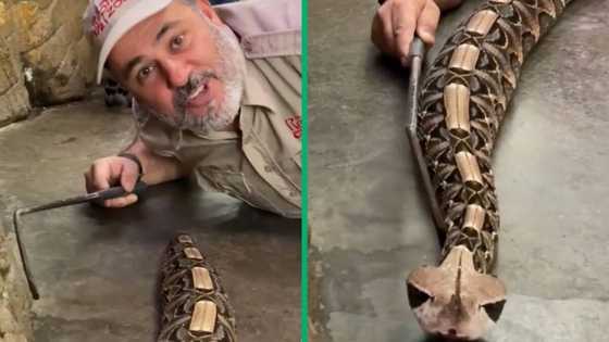 South Africans uneasy over US man’s chilling TikTok video with Gaboon viper