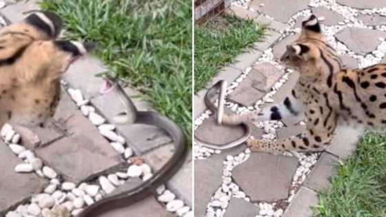 Wildcat shows snake who is boss with few slaps in viral TikTok video