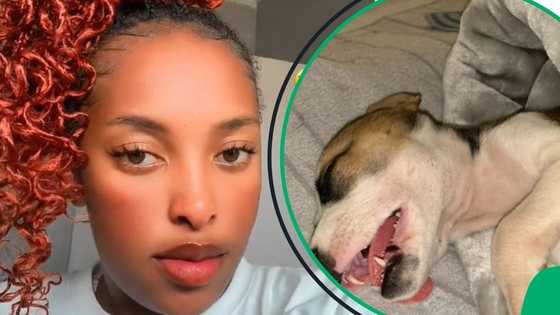 "She's just a baby": SA sides with dog after chowing its owners R500 notes