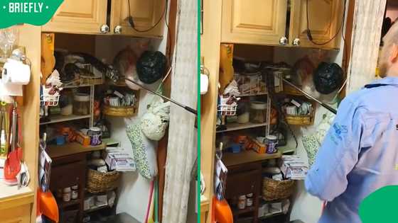 “The snake is like me": Social media reacts to python found chilling in pantry in Facebook video