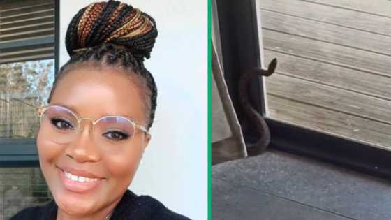 East London’s snake scare: TikTok video captures heart-stopping moment in South Africa