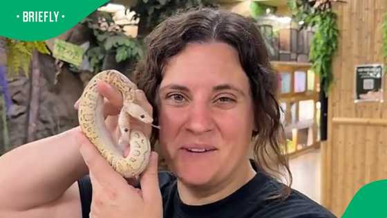 Video: 2-Headed snake in video tries to coil with itself