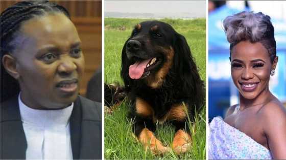 Zandie Khumalo dragged for naming her dog 'Mlosholo' after Advocate Mshololo