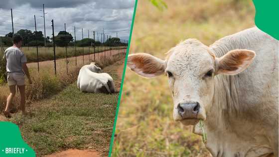 "Why women live longer": SA laughs as bull sends Afrikaner man flying over fence
