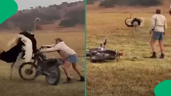 "Valuable lesson was taught": Afrikaner man's neck-grab fight with aggressive ostrich goes viral