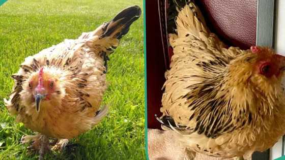 World's oldest chicken named Peanut dies at age 21 on Christmas Day