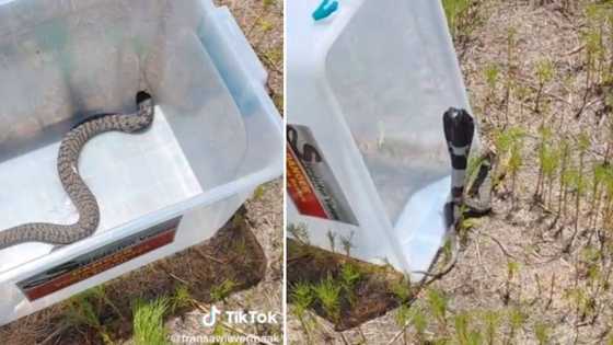 Mpumalanga man releases Rinkhals snake back into the wild, netizens find its reaction hilarious