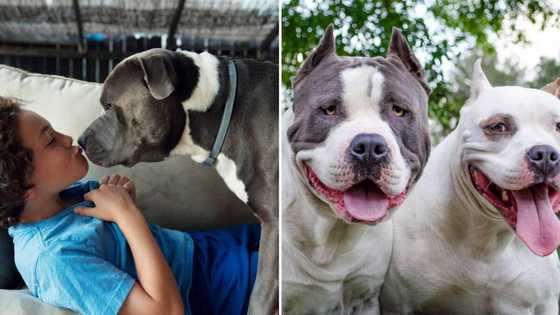 Pit bull owners start their own petition to protect their beloved pets, SA Is torn